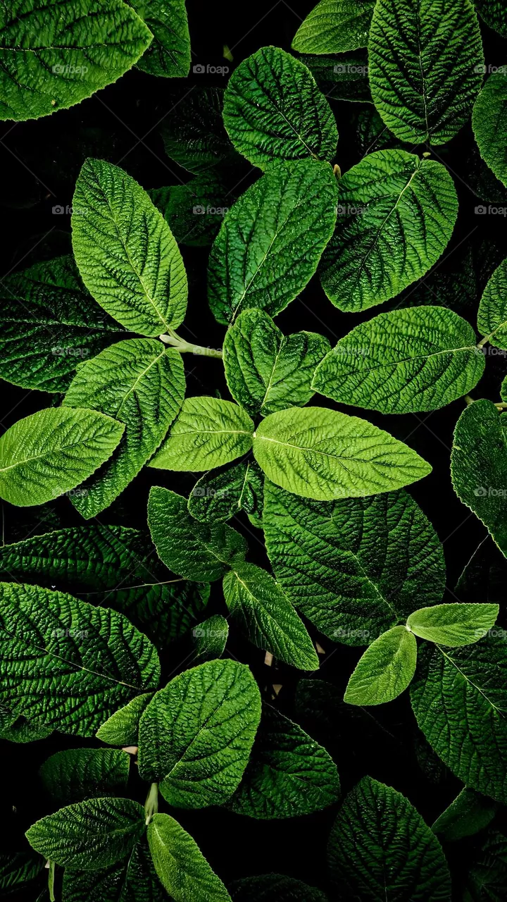 🍀