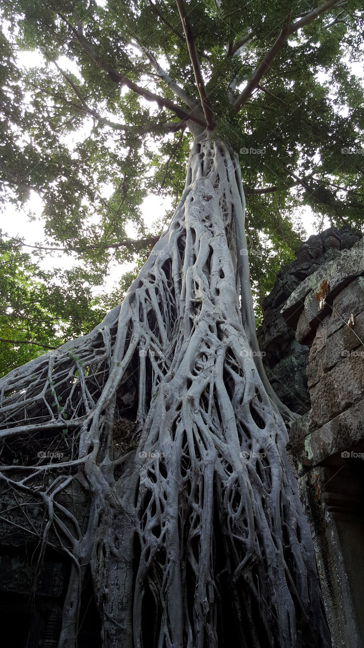 ta prohm, angkor wat, siem reap, cambodia