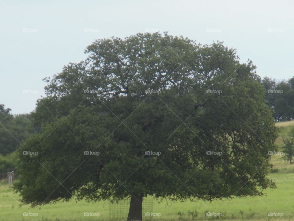 huge tree 🎄. This is a picture I took while out exploring East Texas