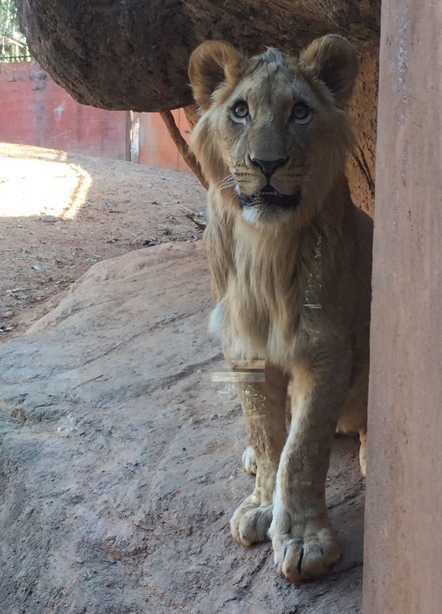 Lion