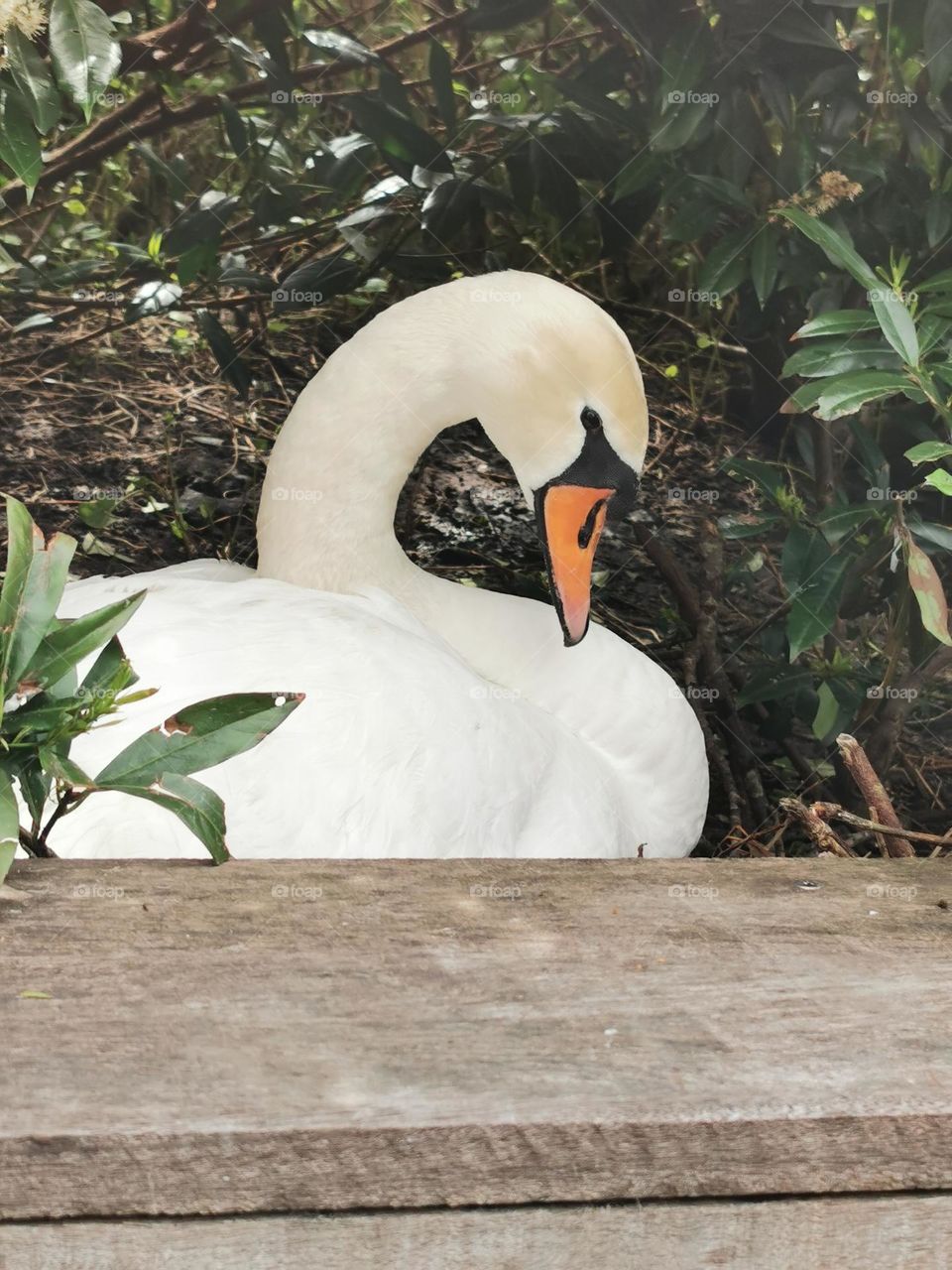 The resting swan