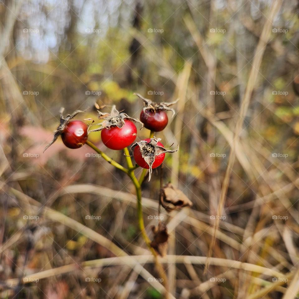 Rose hips