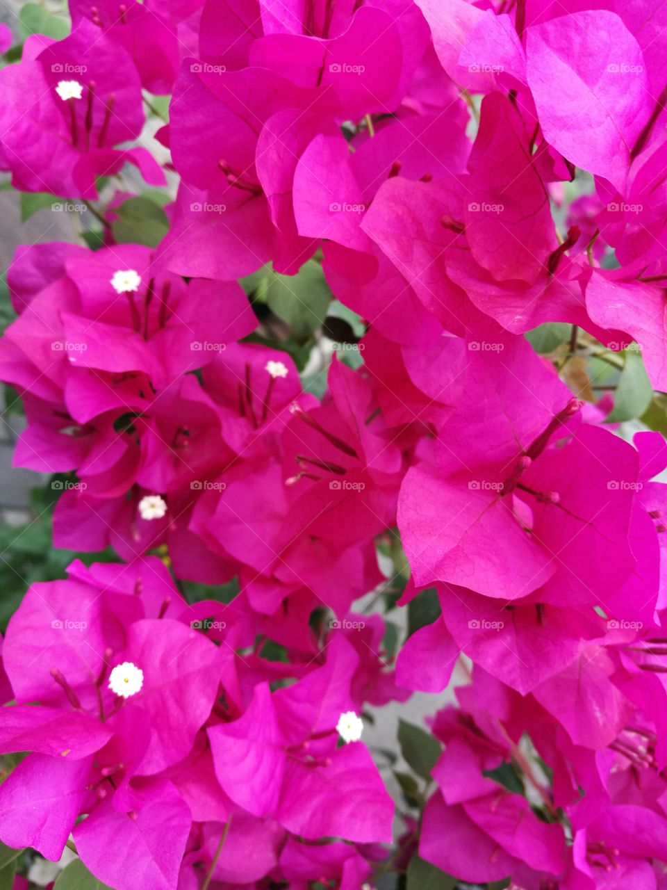 background of pink bougainvillea