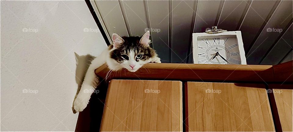 This fluffy little sweetie is “Linda”, professional house cat in „Bavaria“, Germany. Like many other felines she likes hanging out in high up meow places, in this case a tall cabinet that almost touches the ceiling. 2023. Hypnotic Productions