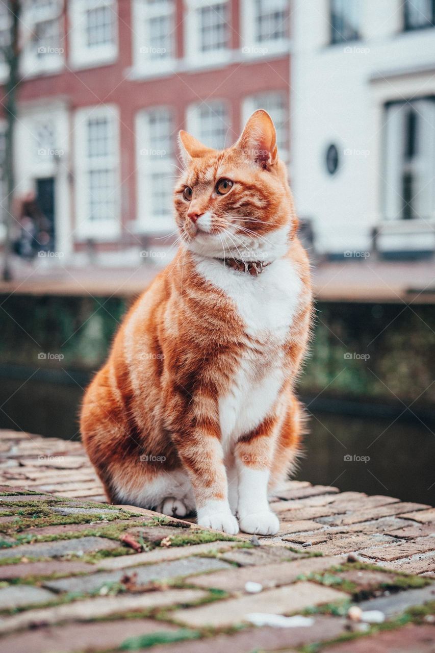 Beautiful and cute cat