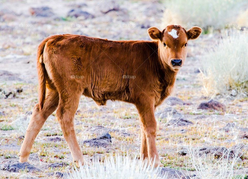 Calf