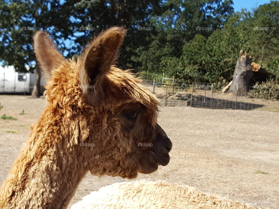 Cute alpacas