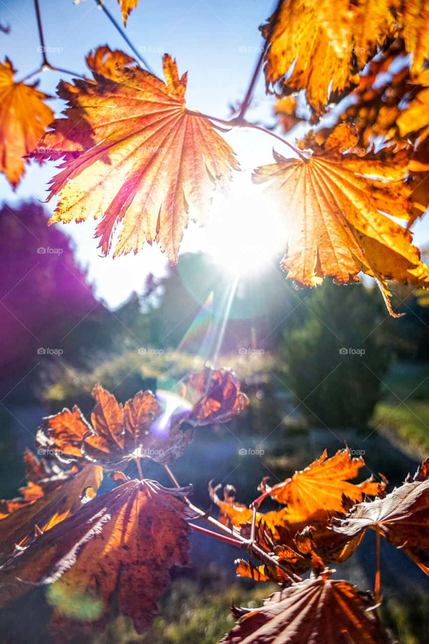 Orange leaves in an autumn sky 