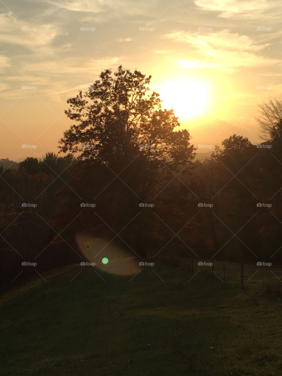 Large Oak at dusk against the mountain 