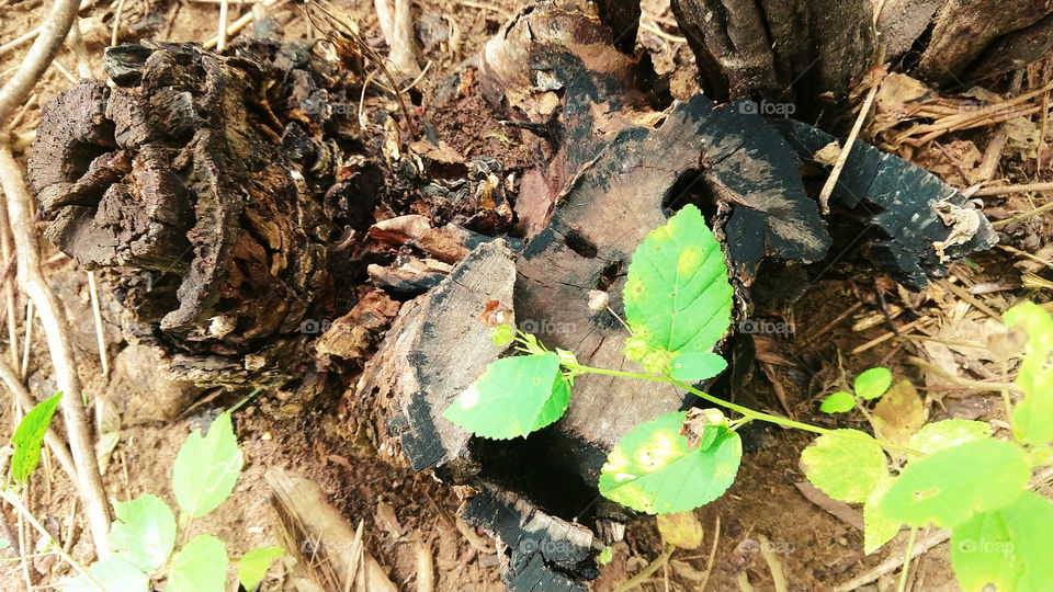 Paus e folhas na natureza.