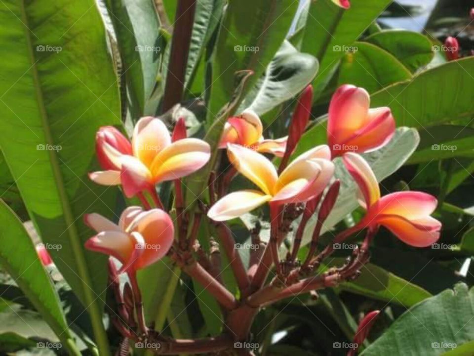Beautiful fresh Hawaiian blossoms in the sunshine.
