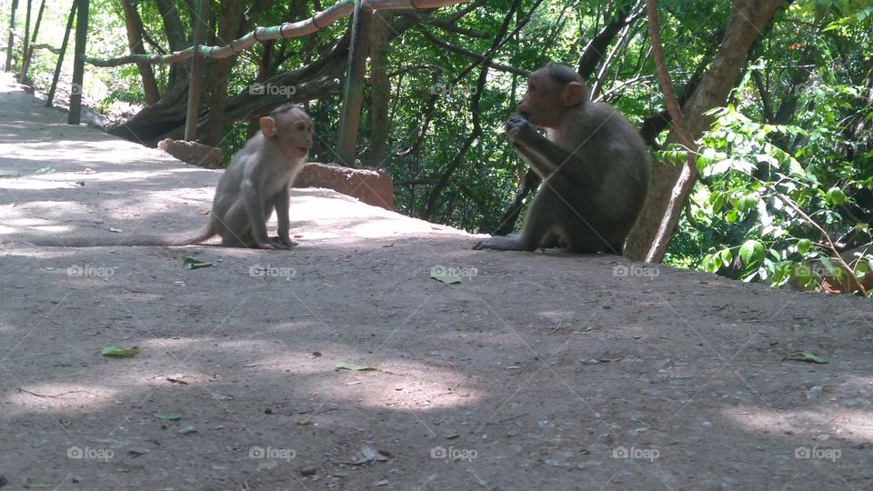 baby monkey with mom