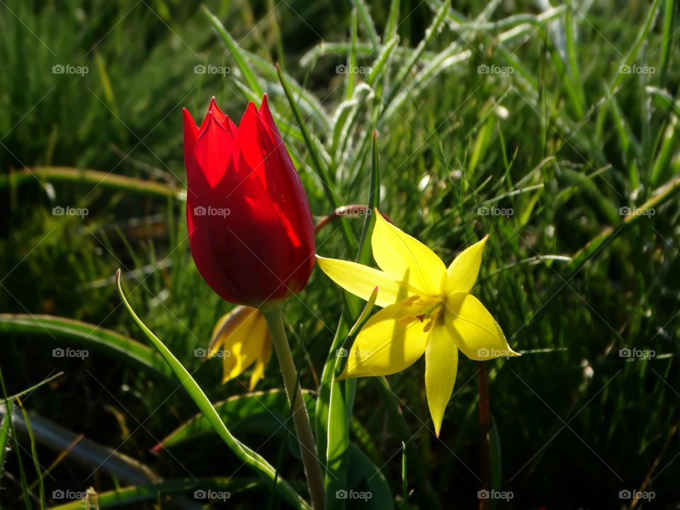 Wild tulips