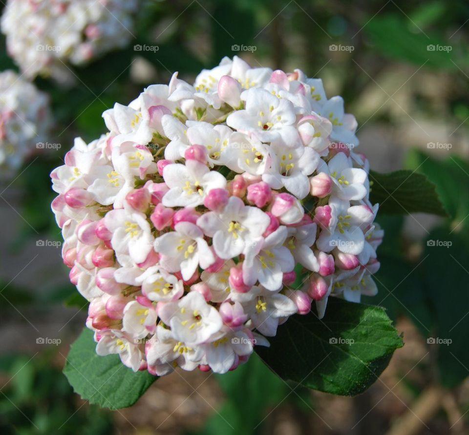 White and pink flower