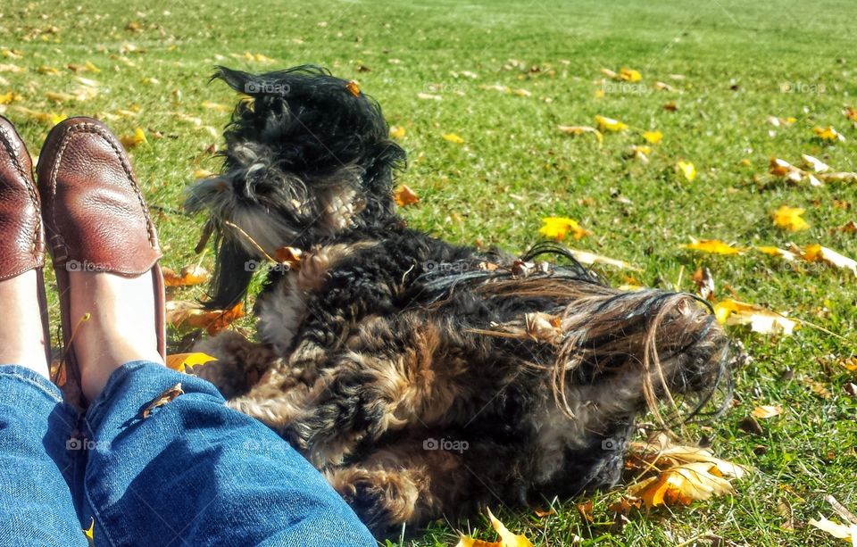 Enjoying Rolling in the Grass on a Beautiful Fall Day