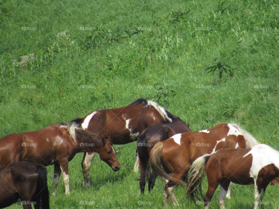 Mammal, Grass, Hayfield, Farm, Pasture