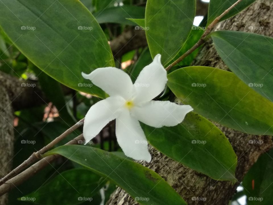 White Vines Flower
