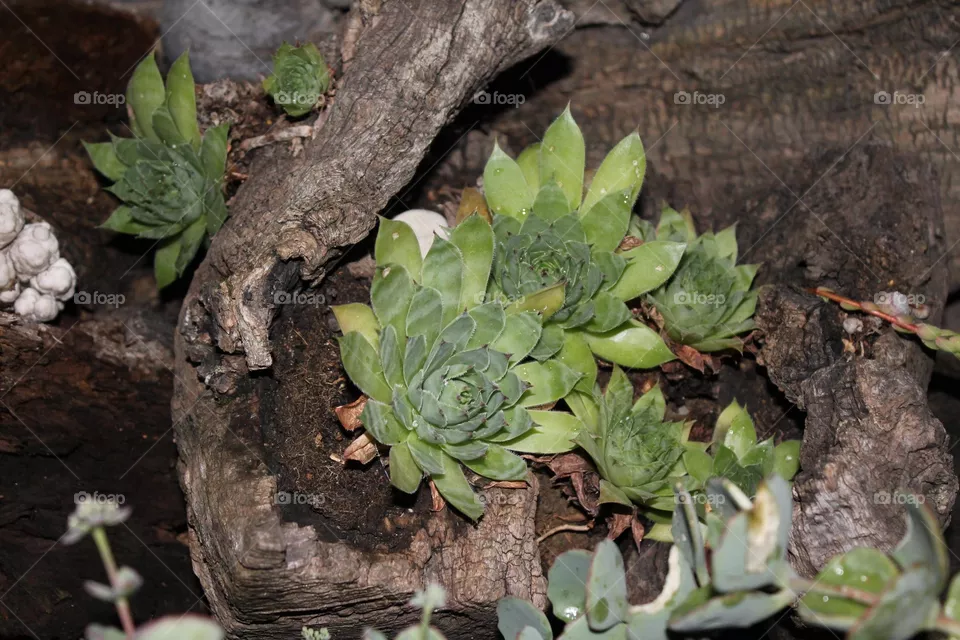 Catus