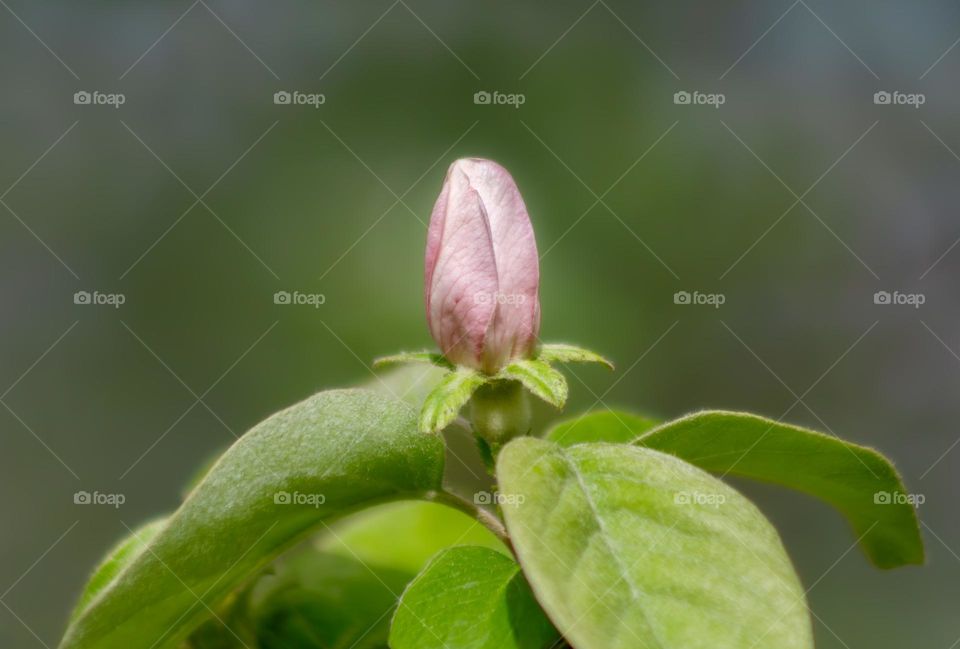 The pink flowering bud of quince tree blossom, almost ready to open