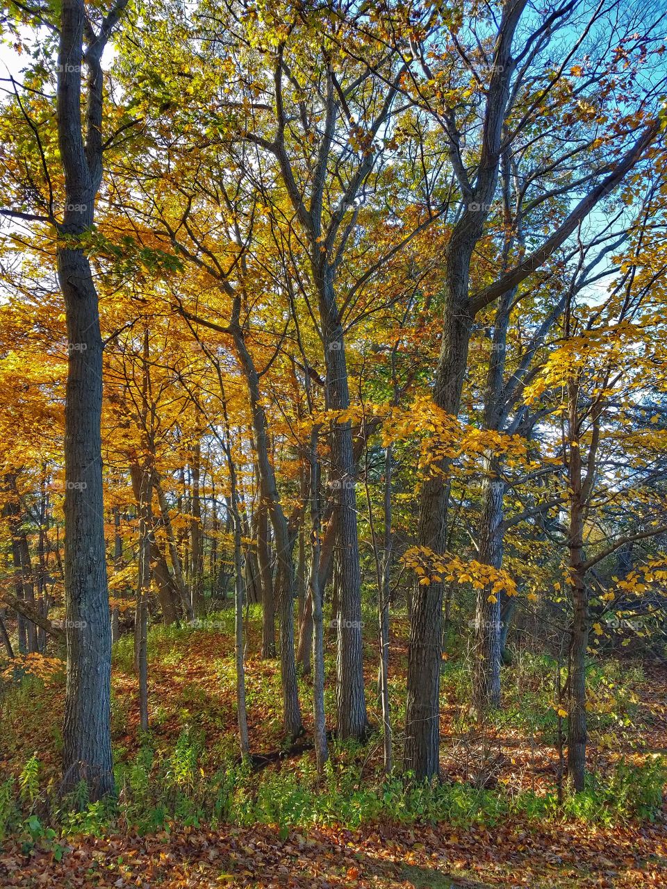 Autumn Woods