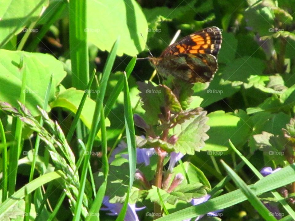 First butterfly I saw of the year