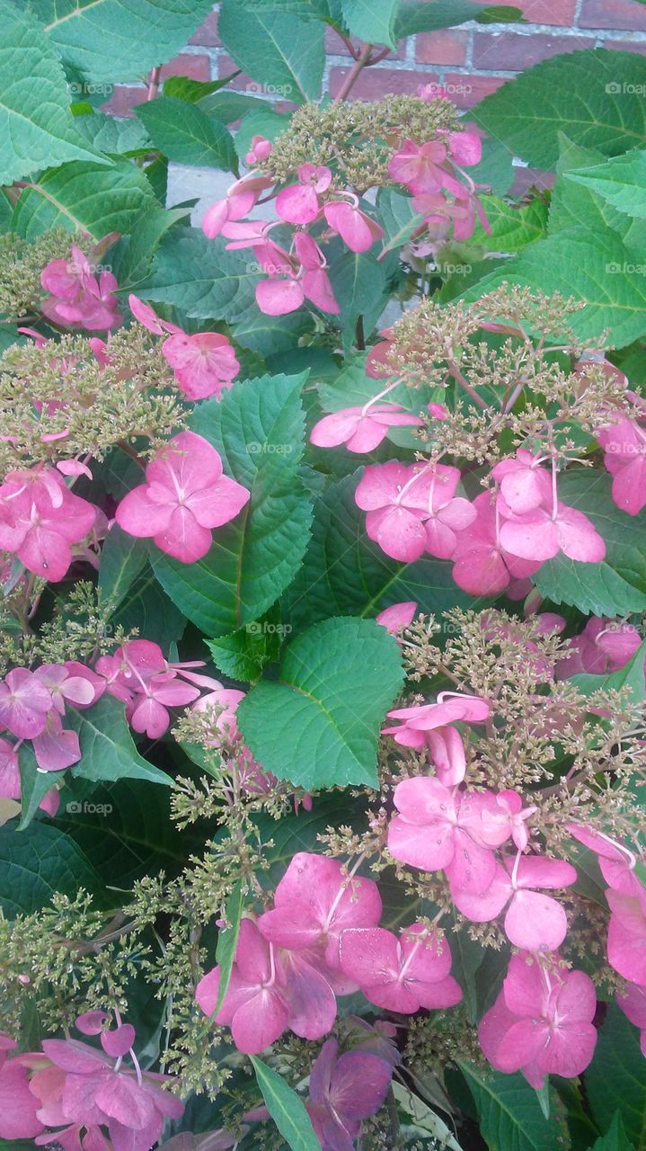 Nature, Flower, Flora, Garden, Leaf