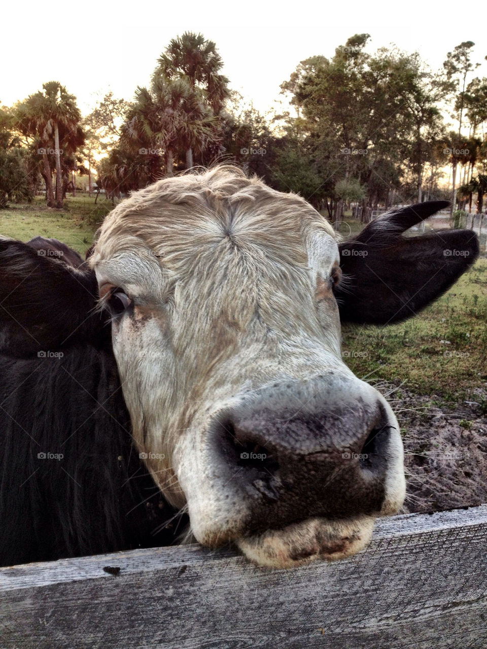 Curious bull.