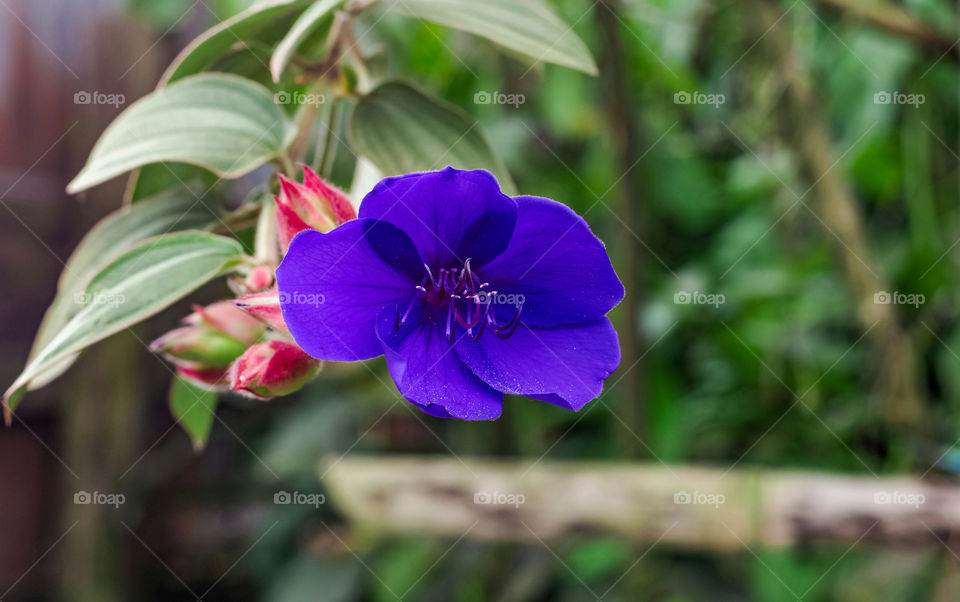 A princess flower in full bloom