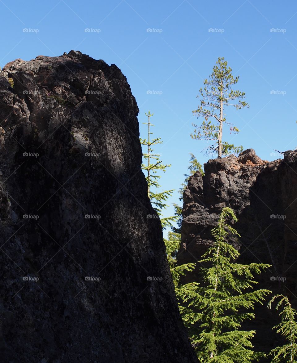 A fir tree grows on top of a jagged rock above other trees in the forests of southern Oregon on a sunny summer day.
