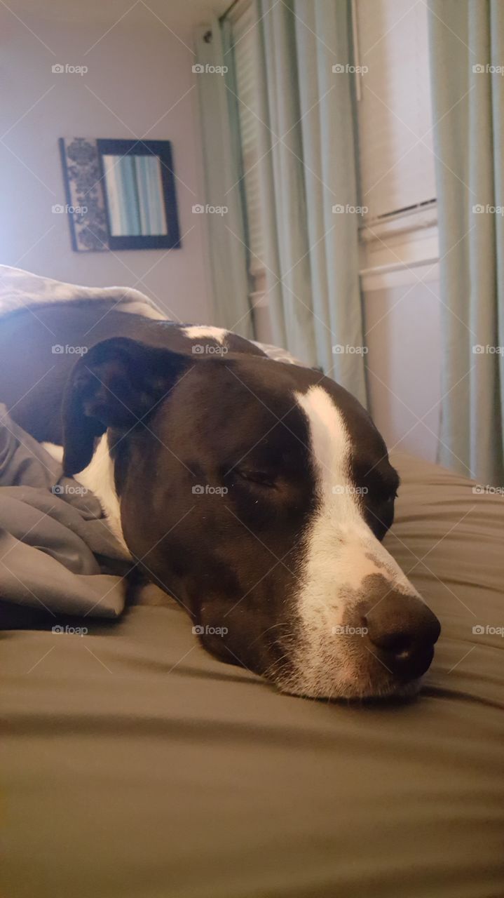 Pitbull naps are great