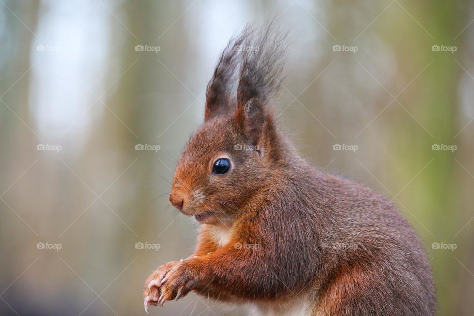 Red squirrel close up portrait