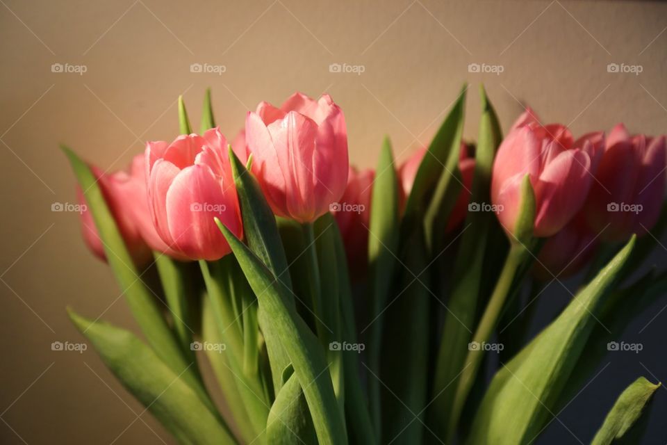 Tulips