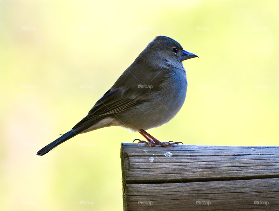 Closeup little bird