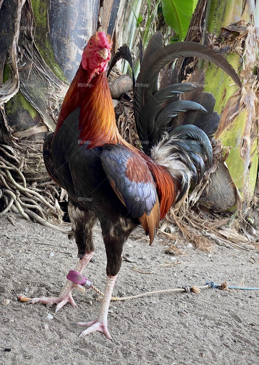 Rooster in front of a banana tree. Ormoc City, Province of Leyte Philippines. 