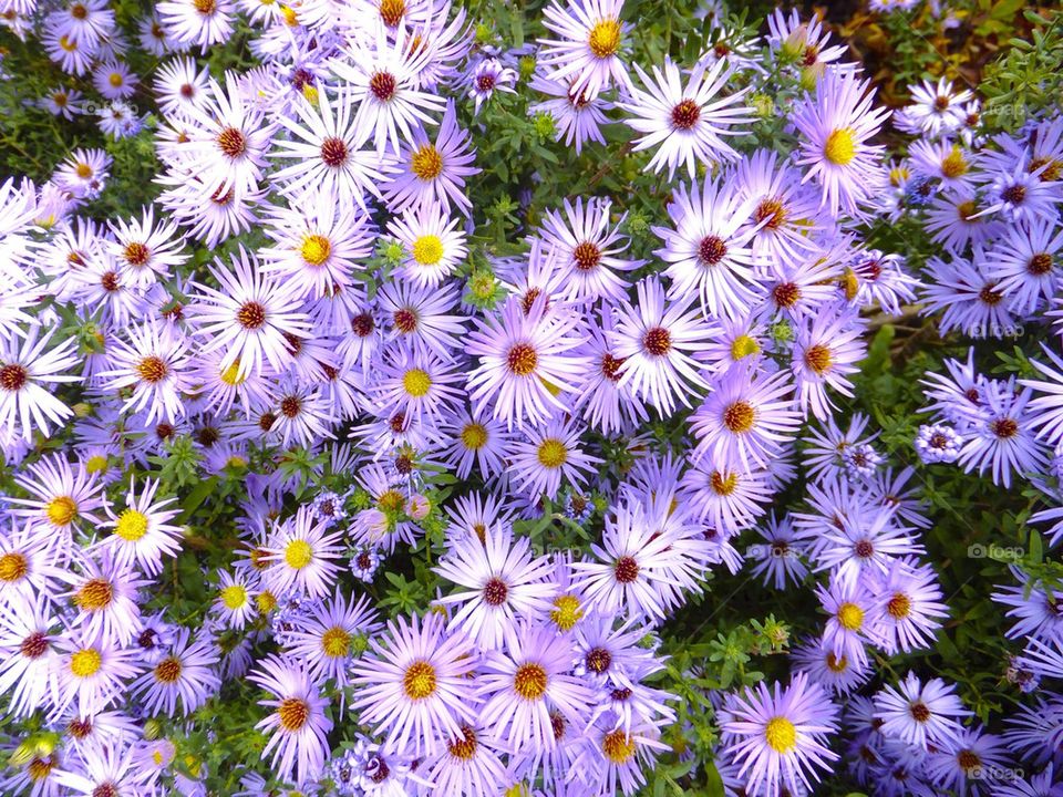 NEW YORK CITY HIGH LINE PARK PURPLE FALL FLOWERS