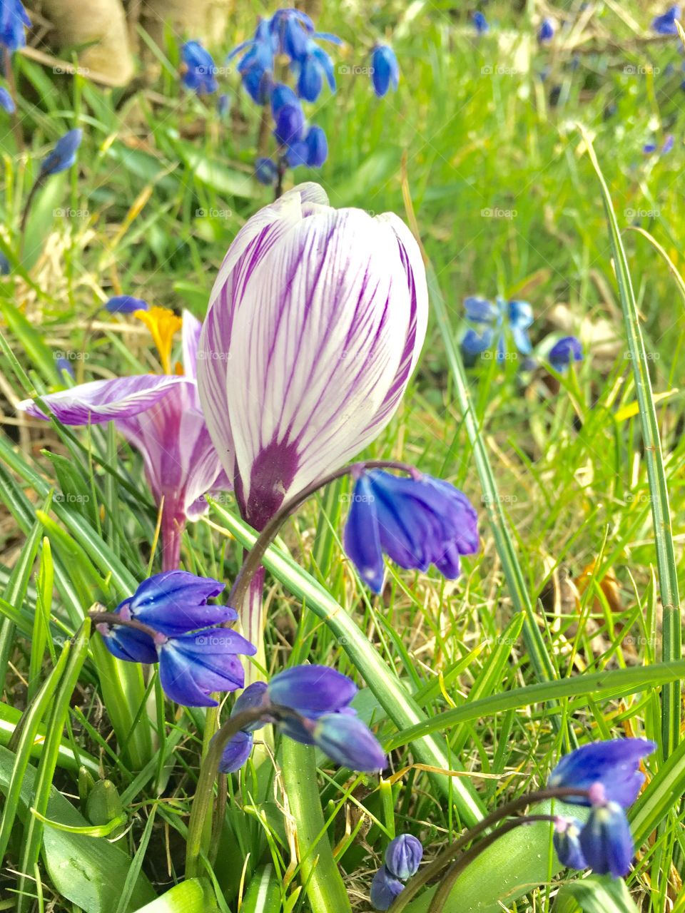 Spring flowers