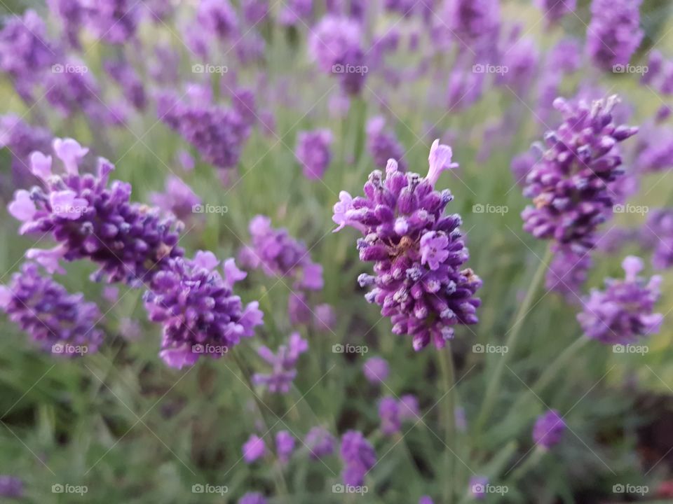 Beautiful pink lavender