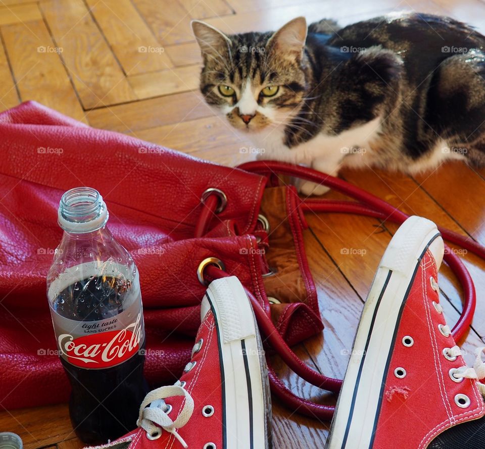 Cat looking at person sitting on hardwood floor with red sneakers and drinking a Diet Coke next to red leather bag.