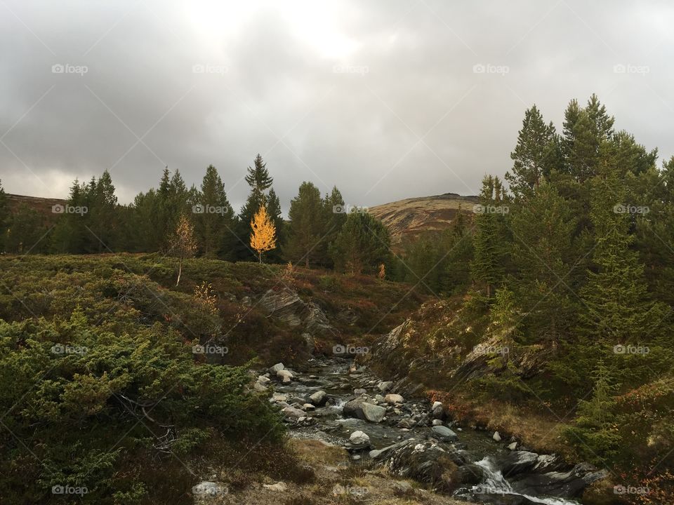 Norway. One little yellow tree ;) 