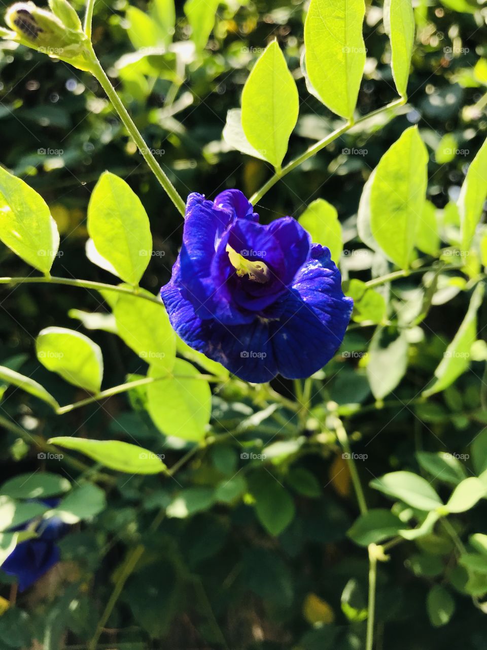 Purple flower in my Garden 