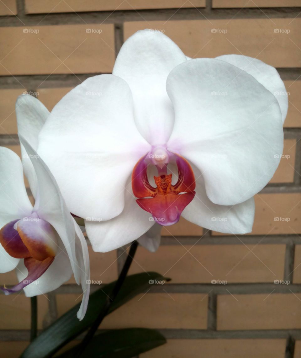 Flower, Orchids, Beautiful, Elegant, Flora