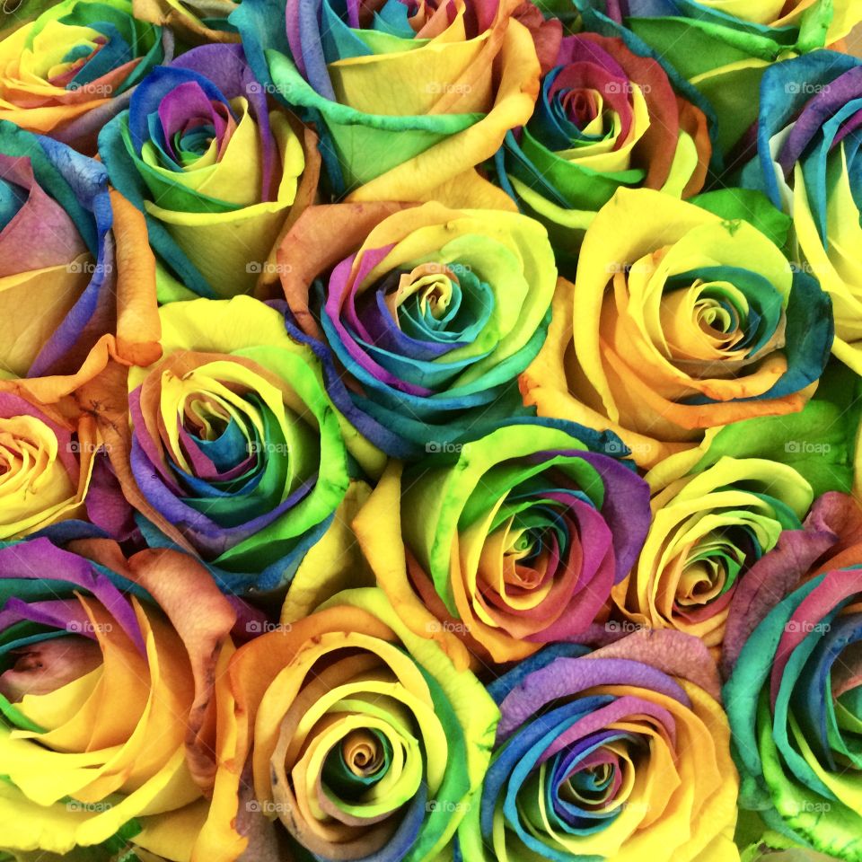 multi-colored bright roses