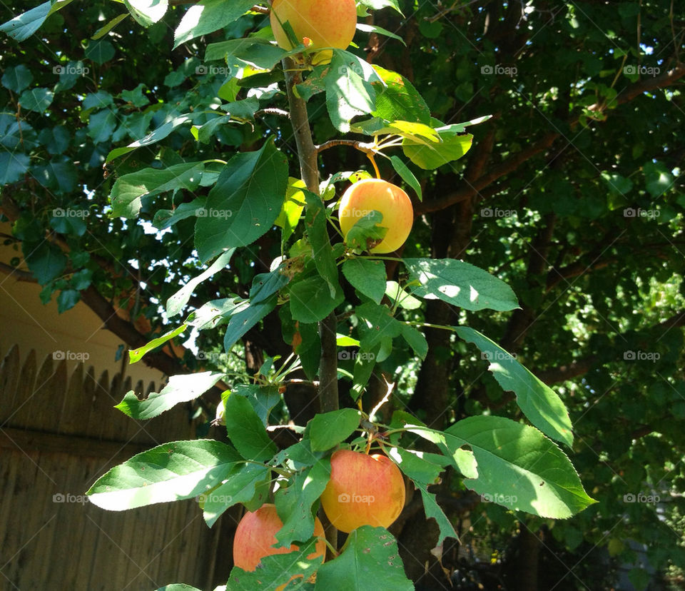 yellow tree apple fruit by vickikl3