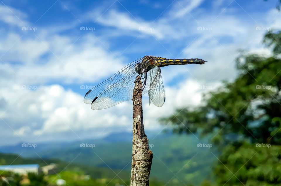 A dragonfly perching on a twig of a dried and dead tree.