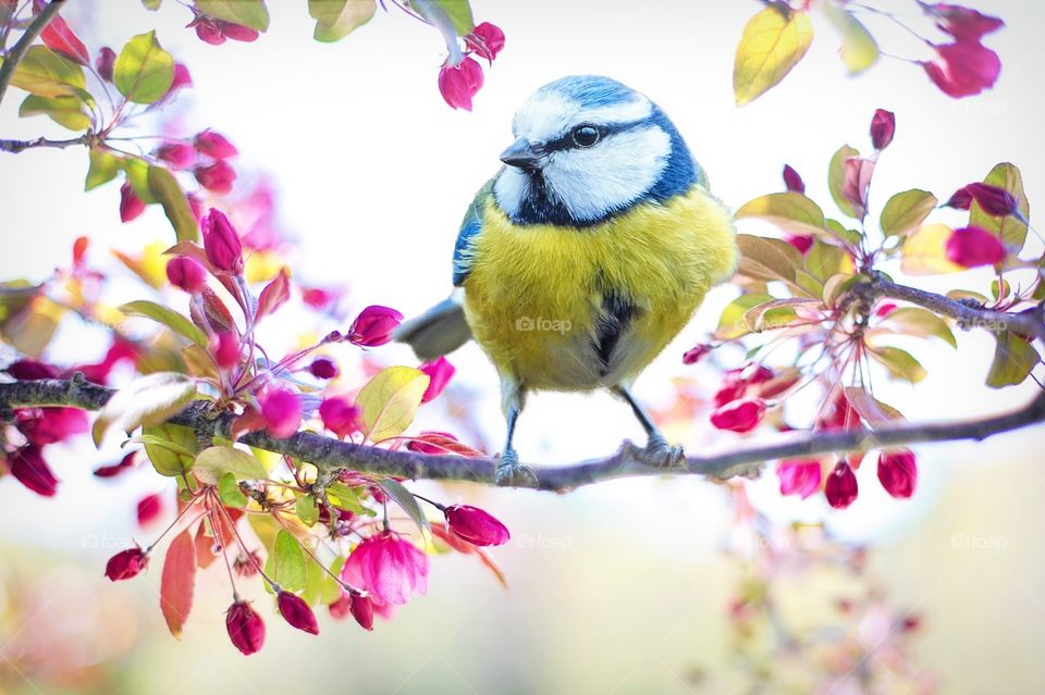 Spring bird
