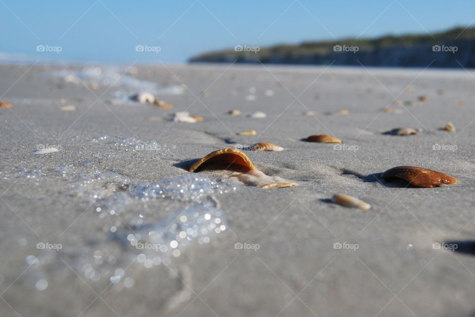 Seashells on sand