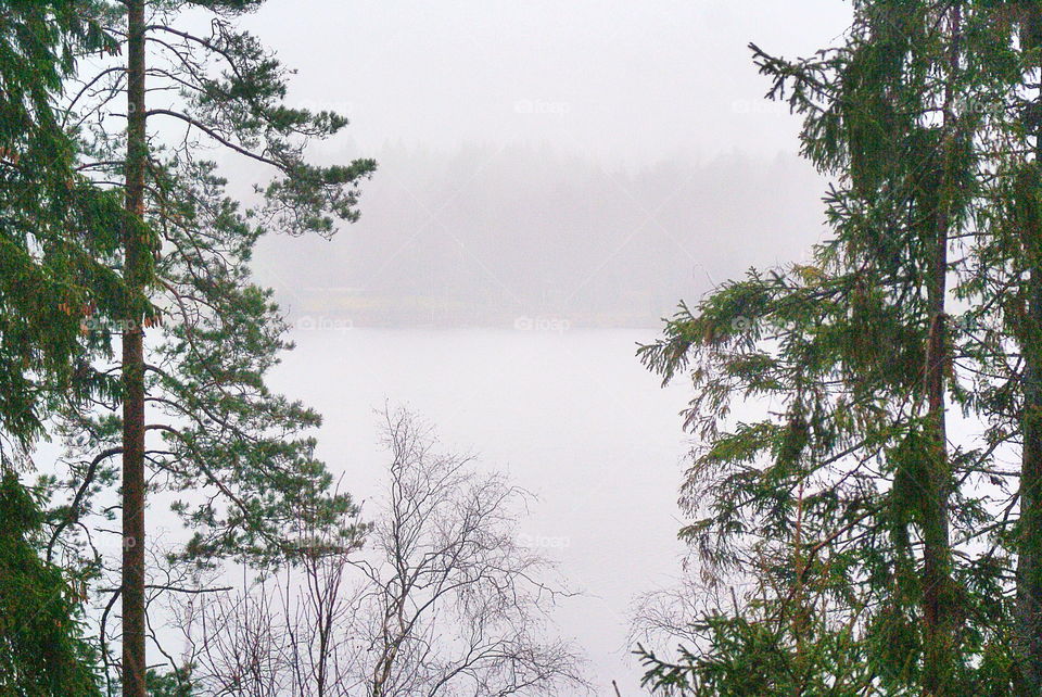 Foggy lake and forest