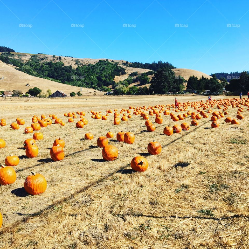 Pumpkins