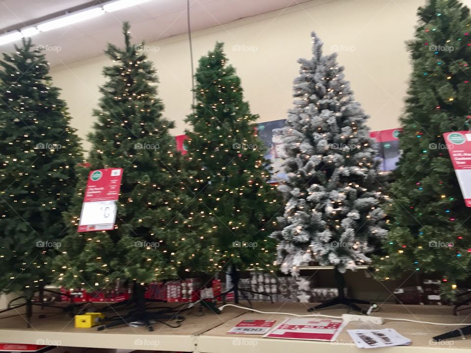 Christmas trees on display