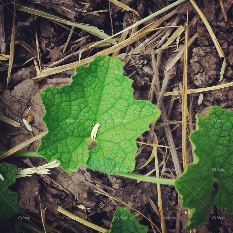 Green Leaves on ground.